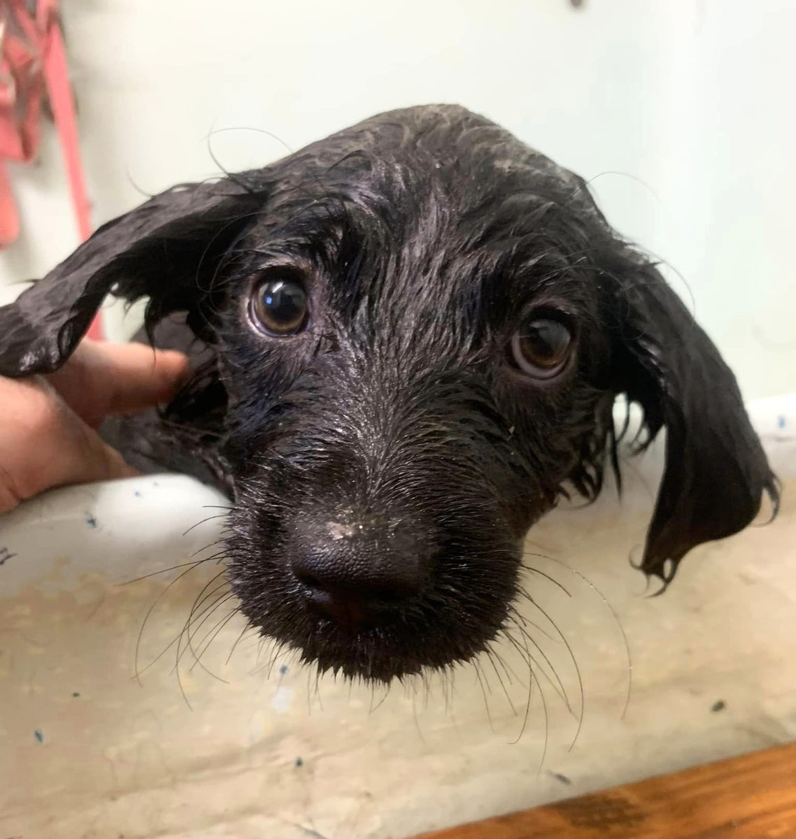 Clove's puppies have their first bath!! Fetcher Dog