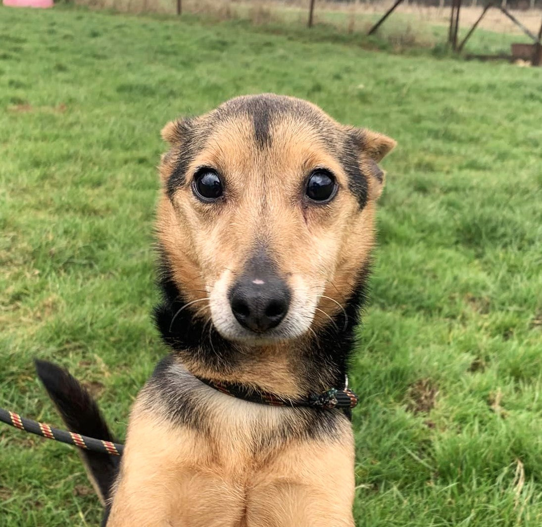 New arrivals at the Fetcher Dog rescue centre after being booked in to