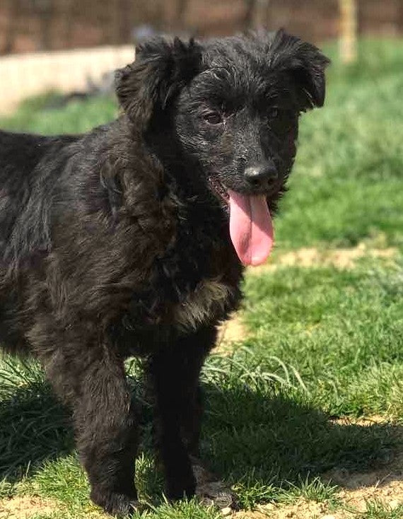 One of the Fetcher Dog residents, Clove, is having puppies!!