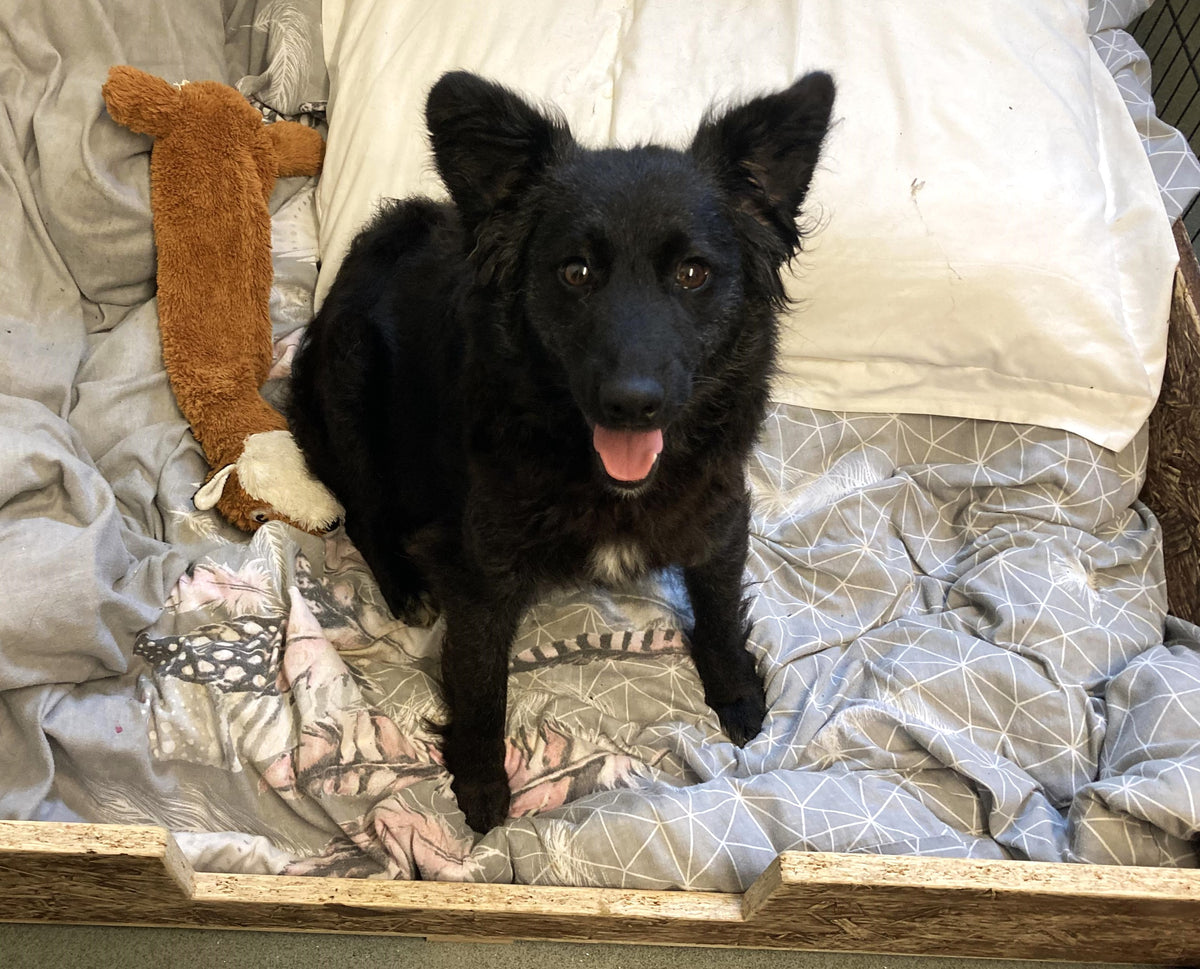 Fetcher Dog are on Clove countdown!! We are within seven days of the