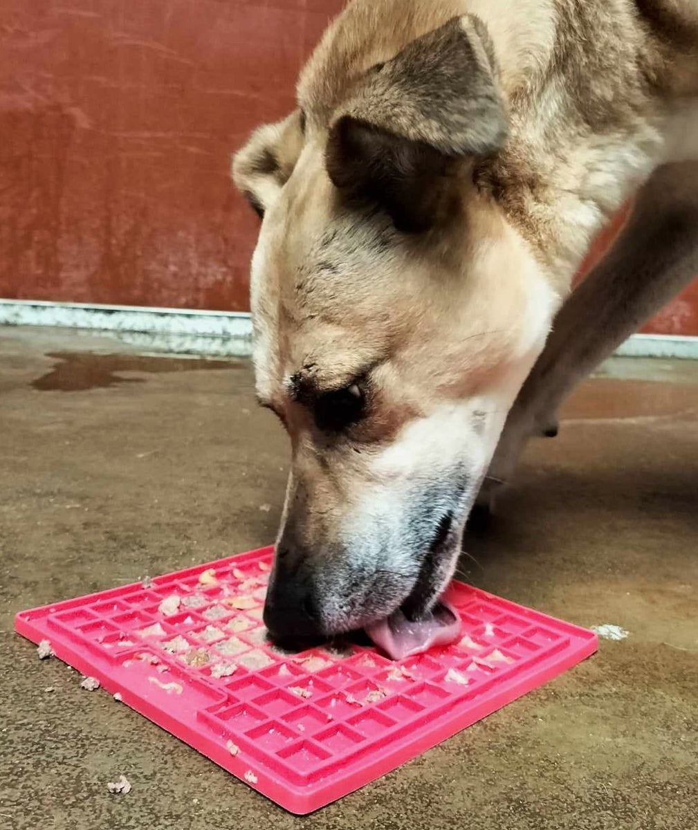 Mental Stimulation Some Brain Games for Dogs!! Fetcher Dog