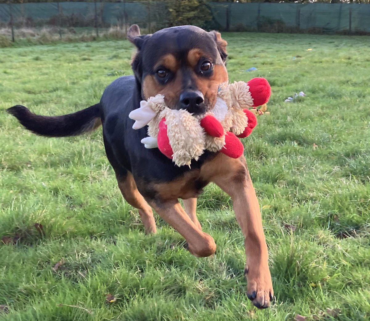 Fetcher Dog Toy Day Peggy