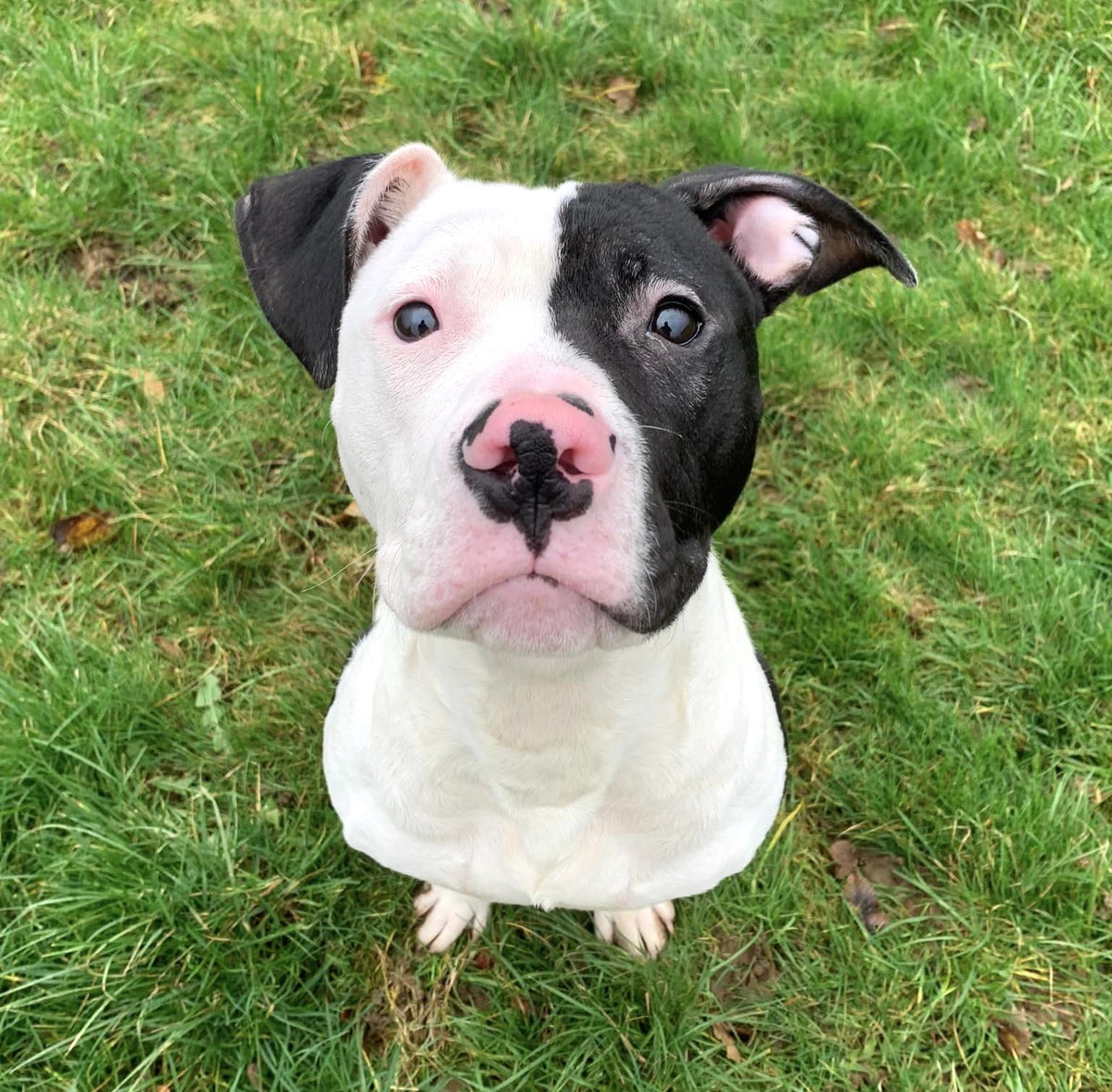 Fetcher Dog's Christmas Pudding (Oh Dear!!)