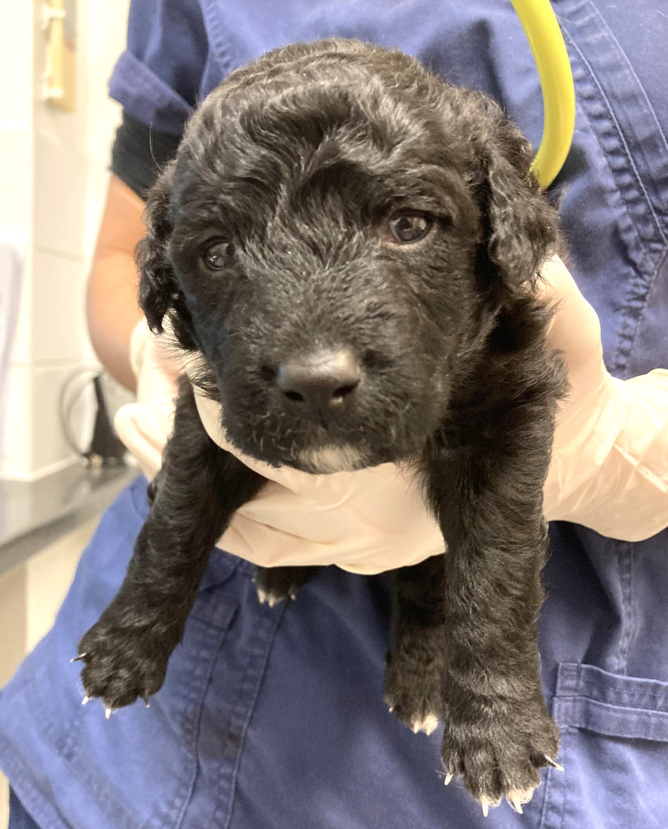 Clove and her puppies visit the local vets for their check up