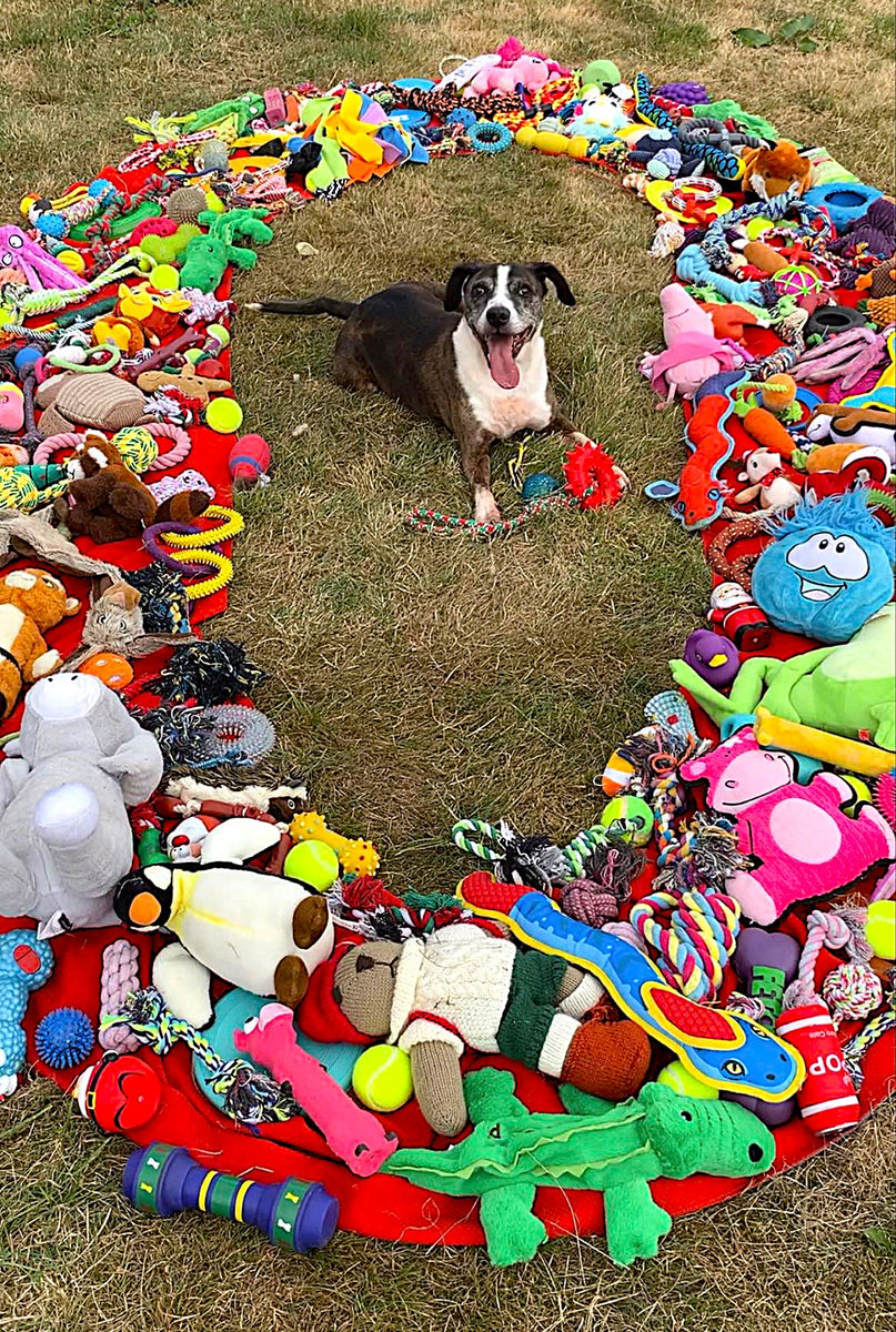 Fetcher Dog reach 50K followers on Instagram - Thank You Very Much!!