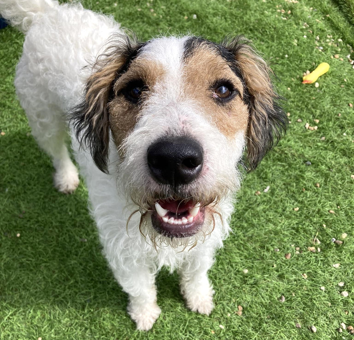 Our new addition to the Fetcher Dog Rescue Centre - Sammy