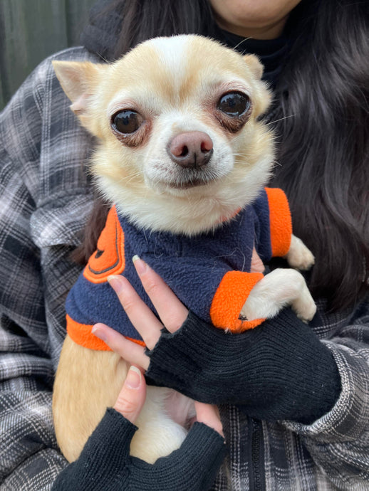 'Dogs with Jumpers' - Part One!!