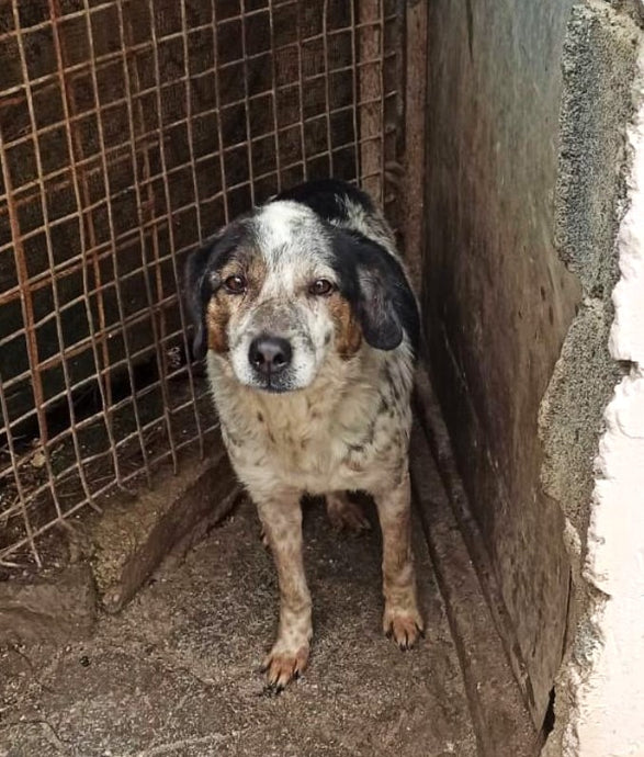 If you are in any doubt that your support makes a positive difference to a dog's life - Transformation at it's Best!
