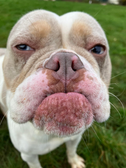 That was the Fetcher Dog week that was!!