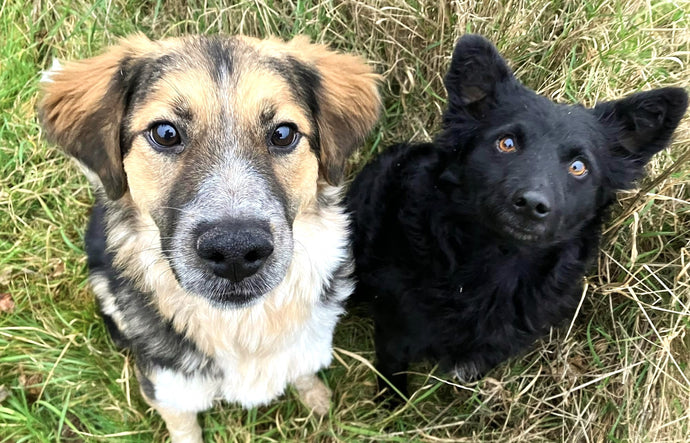 Six dogs arrived at the rescue centre this weekend from Bosnia!! Please welcome them to the UK!!