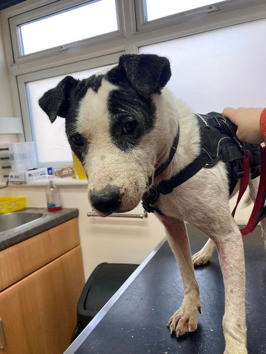 Badger has been to the vets today to look at his sore and flaky skin!!
