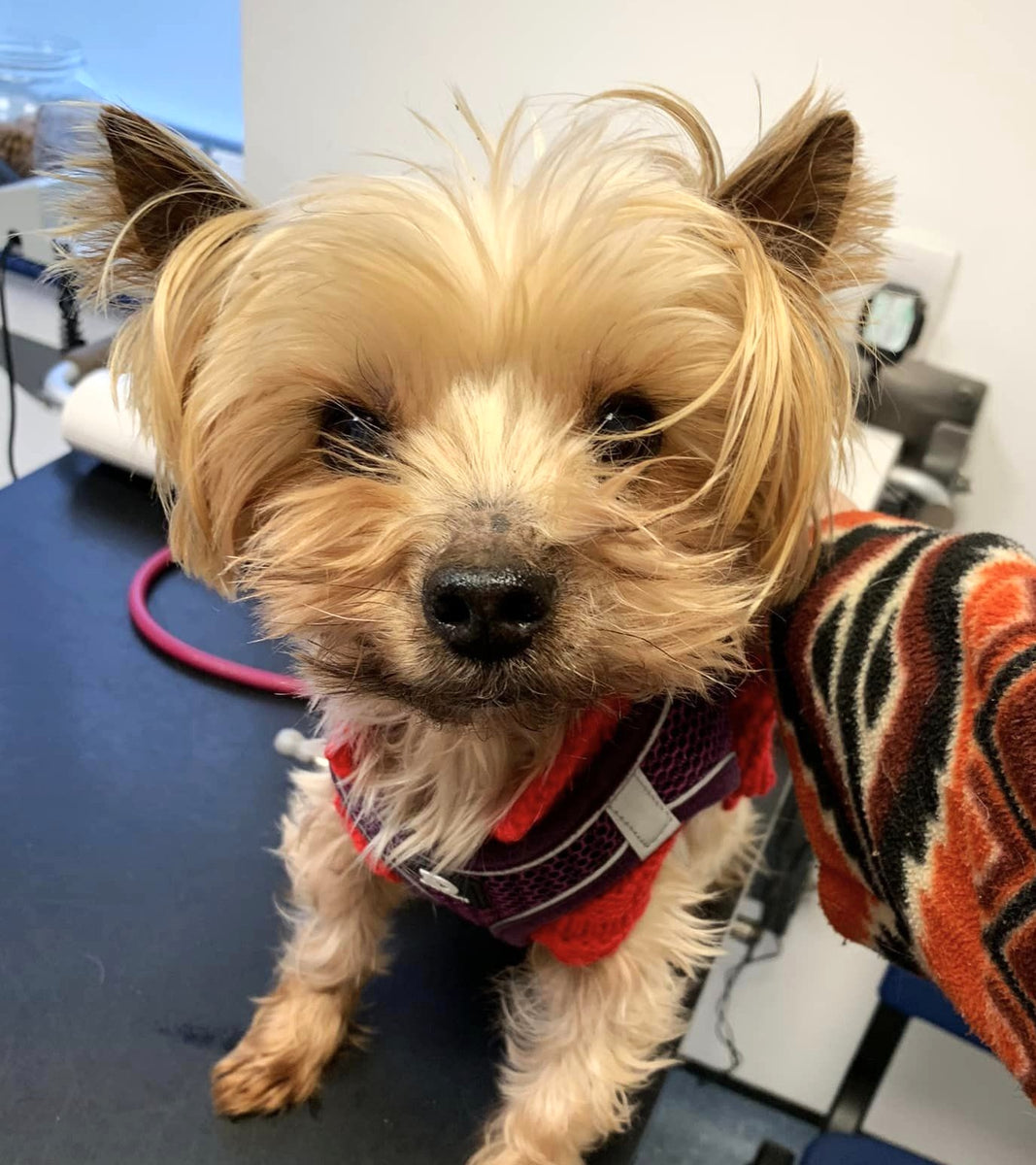 Stitch puts on the required weight and gets his first vaccine ...