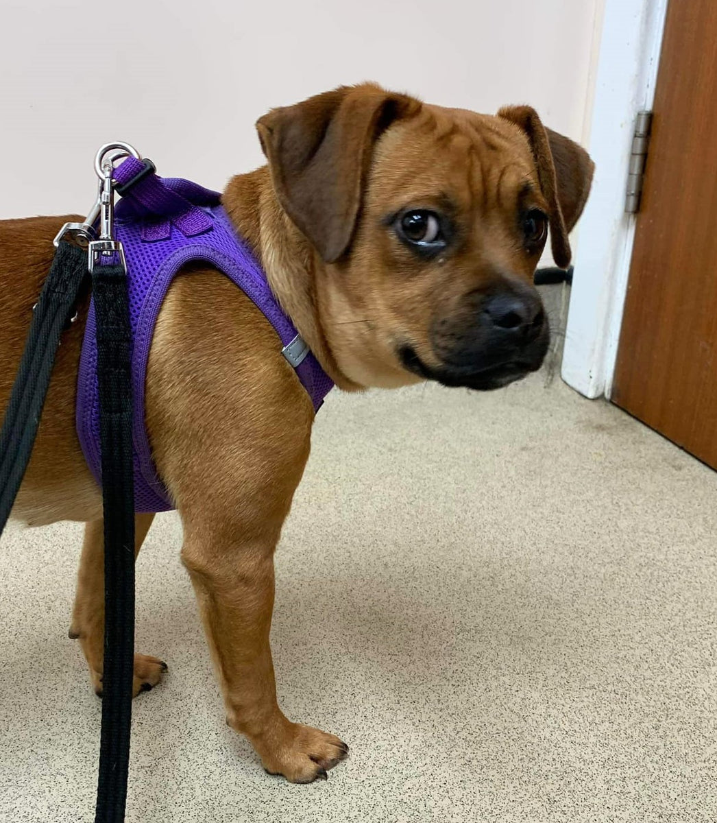 One of our new rescues Jamie, visits the vets with a swollen throat ...