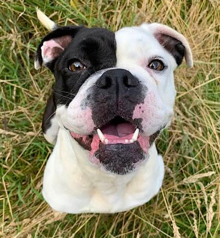 Sydney has been adopted - Have a wonderful life sweety!