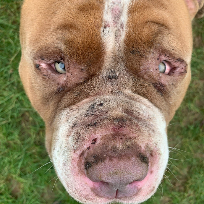 Meet our newest arrival - This sweet boy's story is not unique!!