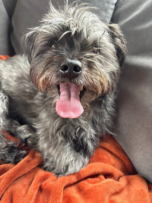 A chance to win a £300 Airbnb Voucher and raise funds for Fetcher Dog! -  Event dates: 20th June- Friday 4th July