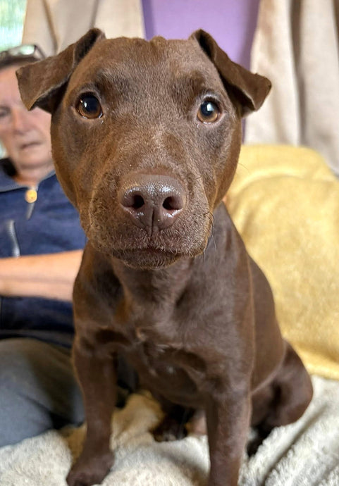 Our latest Fetcher Dog Diary!