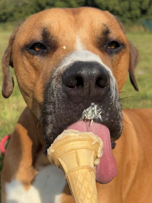 As it has been so hot, we bought all the dogs ice cream!!