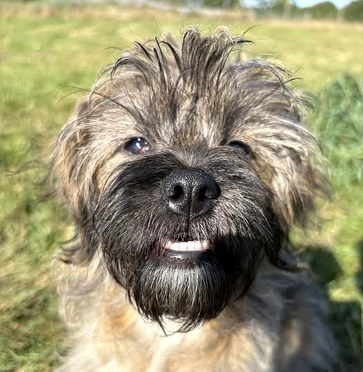 Fetcher Dog are looking for companies to sponsor us, with the aim of securing our own kennels!