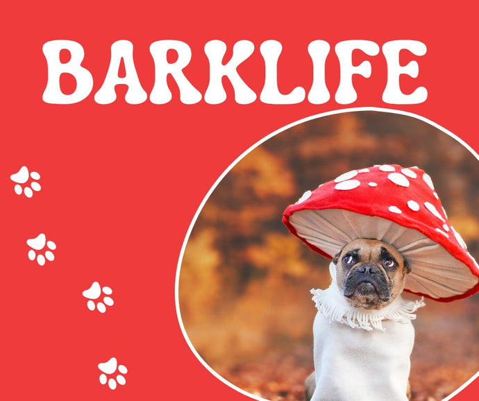 Fetcher Dog have a stall at the Barklife show in Victoria Park, Ashford, this Saturday 23rd August, pop along and say hello!