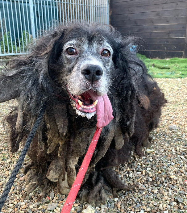 Freddie - One year on and look at the difference care and support (and a haircut) can make to a dog!