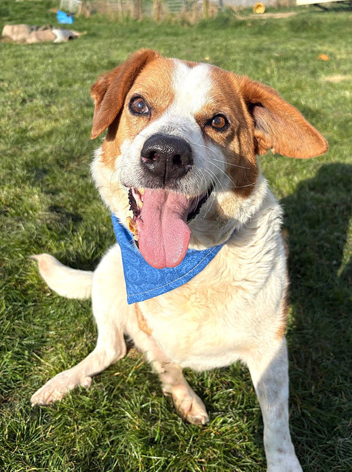 Meet Tommy, our resident tri-paw!!