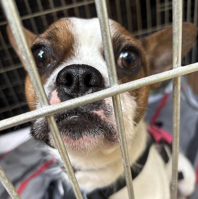 Neuters and spays are a part of our weekly costs here at the centre as a responsible rescue but it means the money we spend each week at the vets is massive!