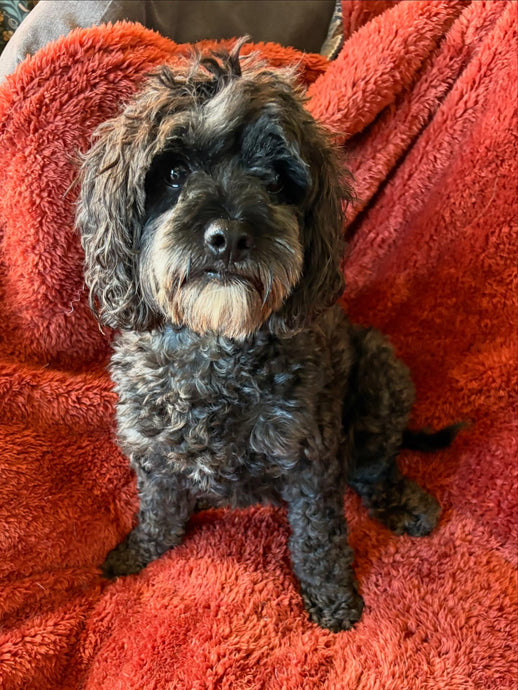 New Arrival - Meet Mochi!