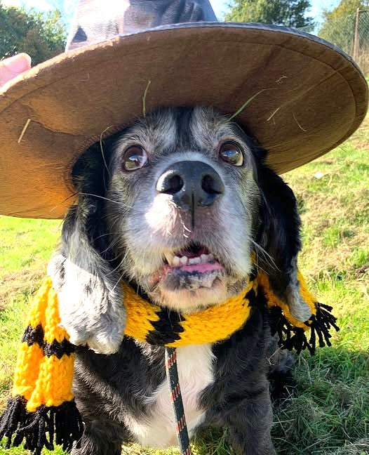 Fetcher Dog's Amazon Wish List