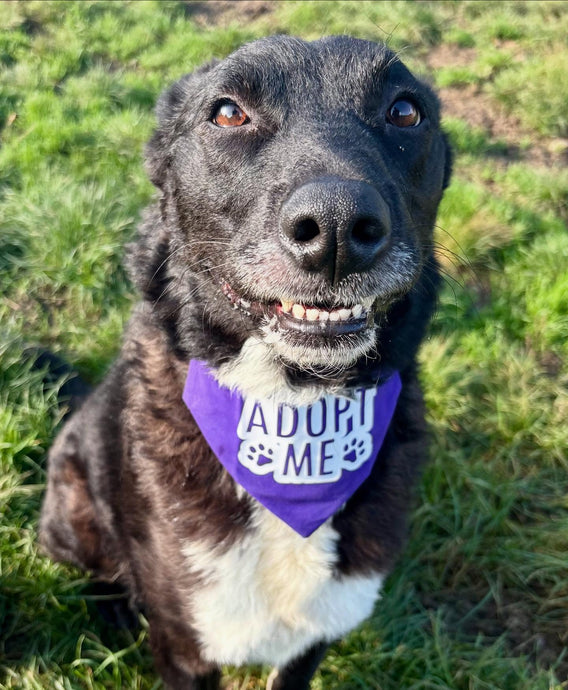 Some of our long-term residents dress to impress in their 'Adopt Me' bandanas! - Part 2