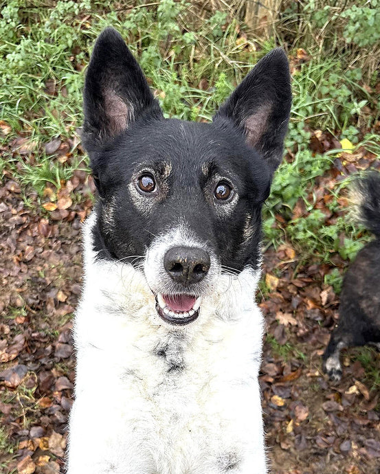 We are running low on dog food and we need a few donations to keep us going!