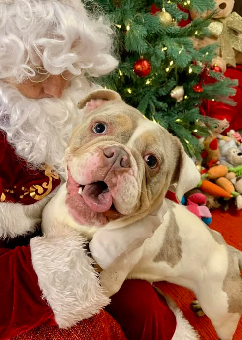 The Fetcher Dog Festive Feast Fundraiser!!