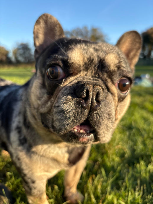 The Fetcher Dog Diary!