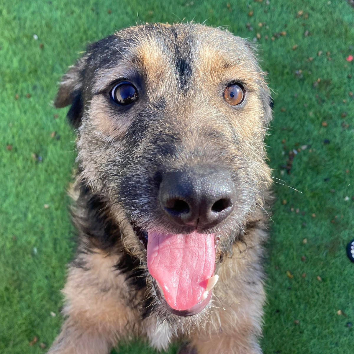 Fetcher Dog Rescue Centre Cutie of the Week - Max