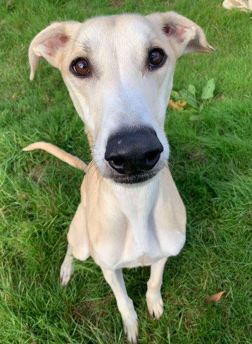 The Fetcher Dog Furry Feature - Please say hello to Aegon!