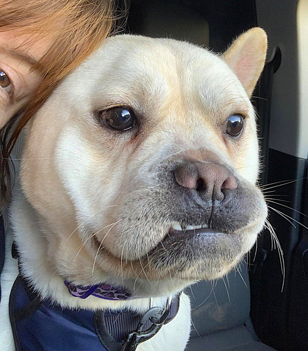 Gareth and Mona visit the vets to get them ready for their adoptions this weekend!