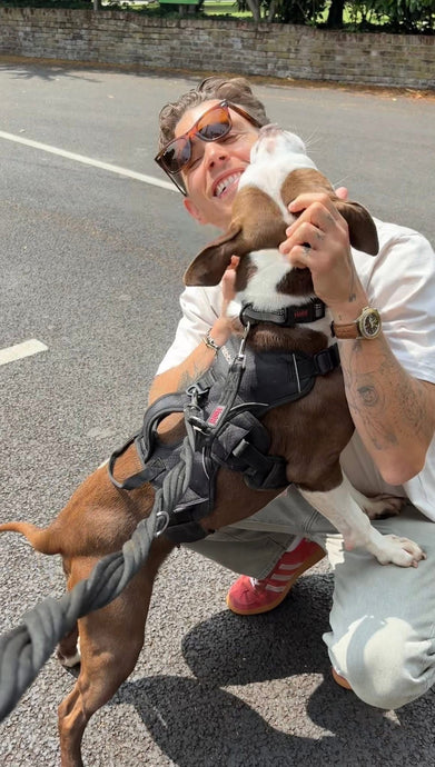 Fetcher Dog Diary- 06/06/25-15/06/25