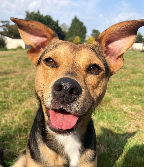 Indy, Peggy and Bear find their forever homes!!