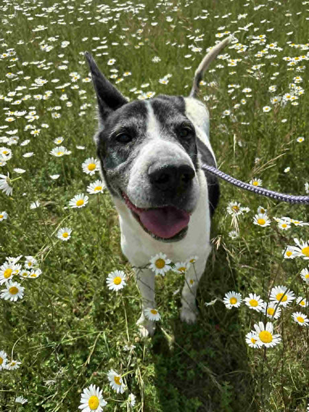 Dashing Dogs in Daisies! - Heathcliffe!