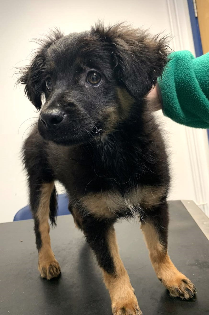 Fetcher Dog's puppies visit the vets for their first vaccinations!!