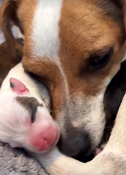 Peaches has Puppies!!