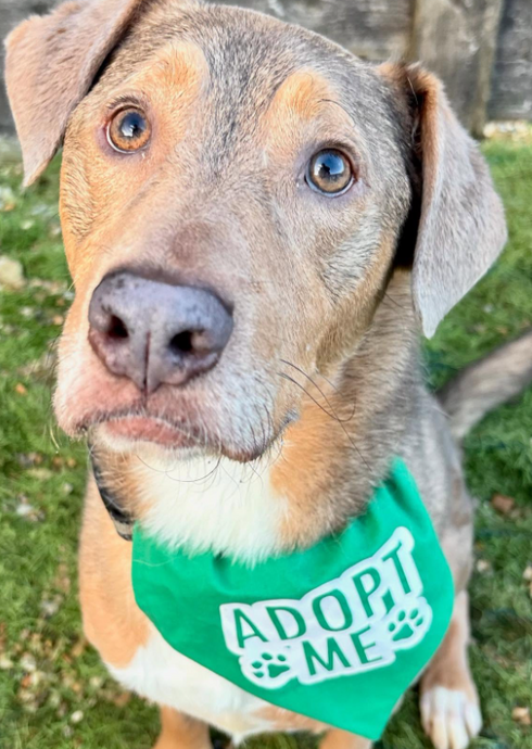 Some of our long-term residents dress to impress in their 'Adopt Me' bandanas! - Part 1