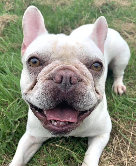 Meet Spike! Our second Frenchie rescue of the week!