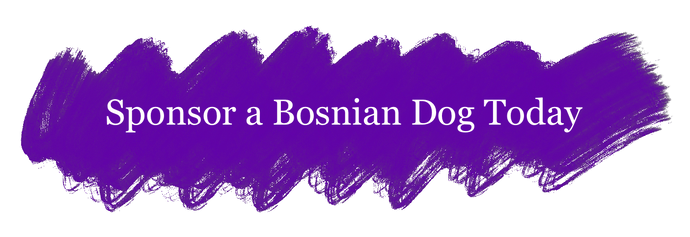 Fetcher Dog's 'Canine Care and Support Programme' - Sponsoring a Bosnian Dog's Journey