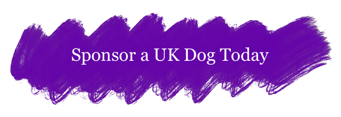 Fetcher Dog's 'Canine Care and Support Programme' - Sponsoring a UK Dog