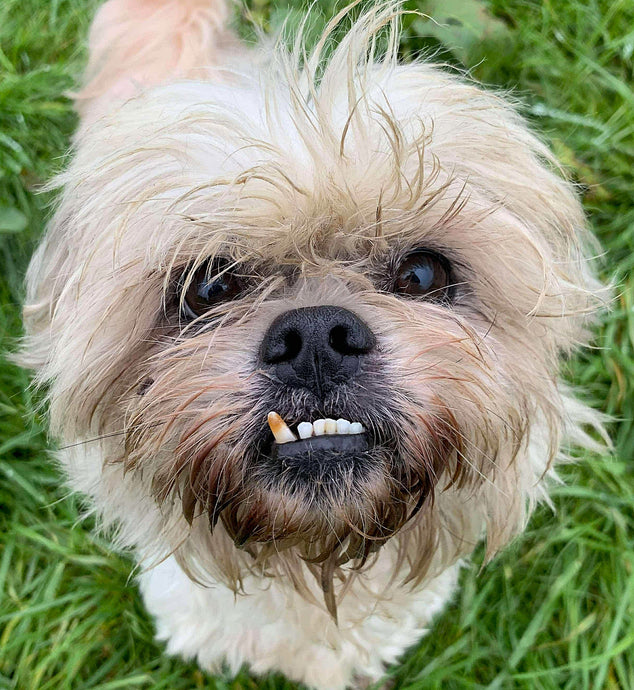Senior Sunday!! - Meet Stevie and Percy