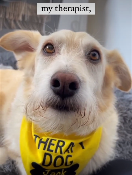 When somebody says 'It's just a dog' - What do our adopters reply?